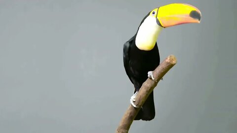 Most Expensive Birds in the World