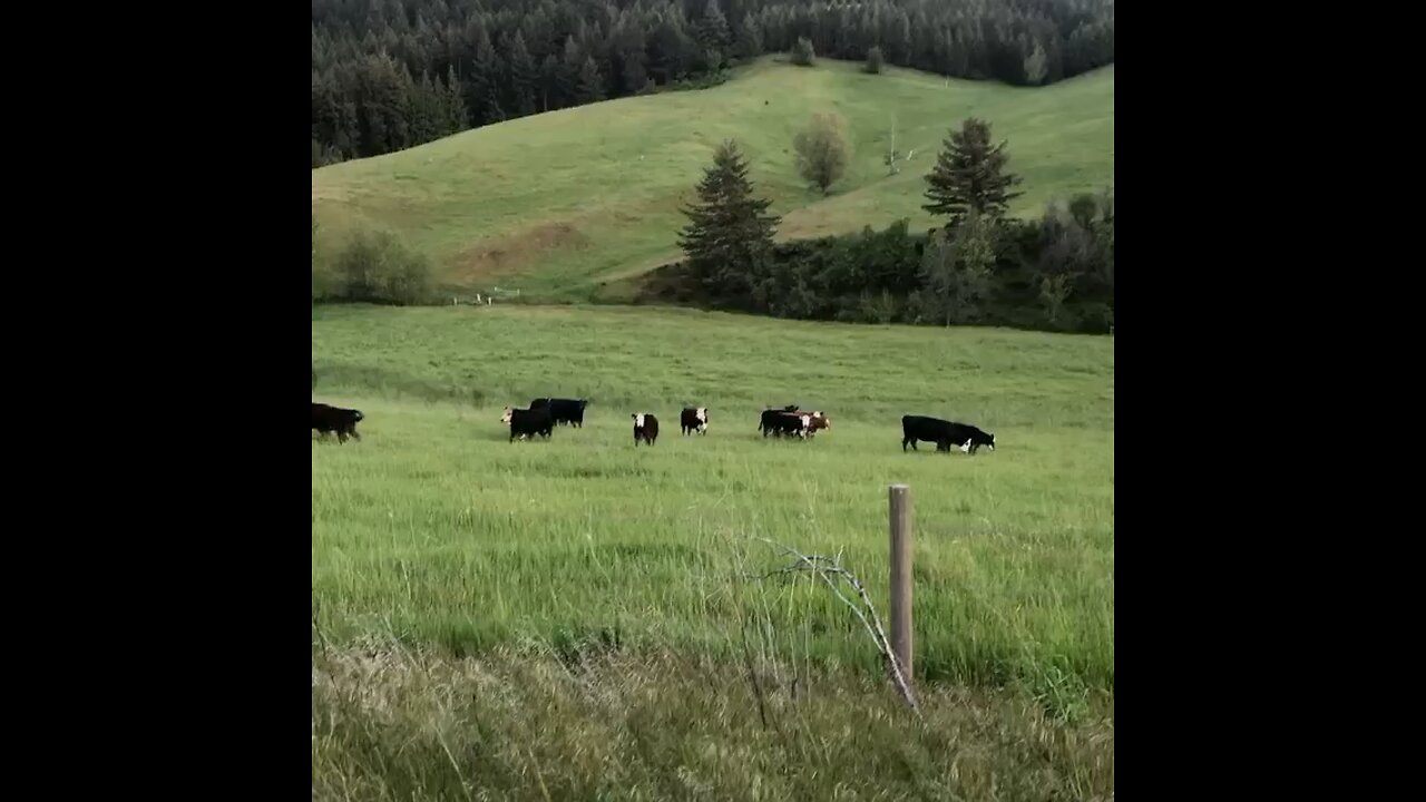 Cows That Play