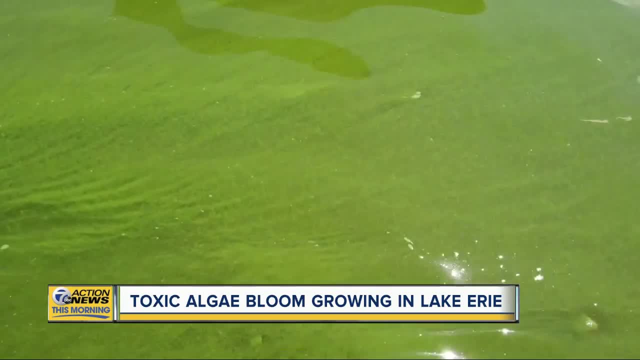 Toxic algae bloom growing in Lake Erie