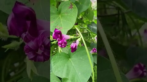 greenery and bees