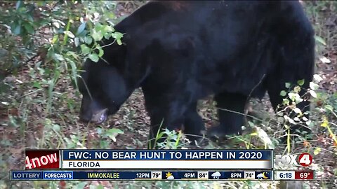 FWC: No bear hunt planned in 2020