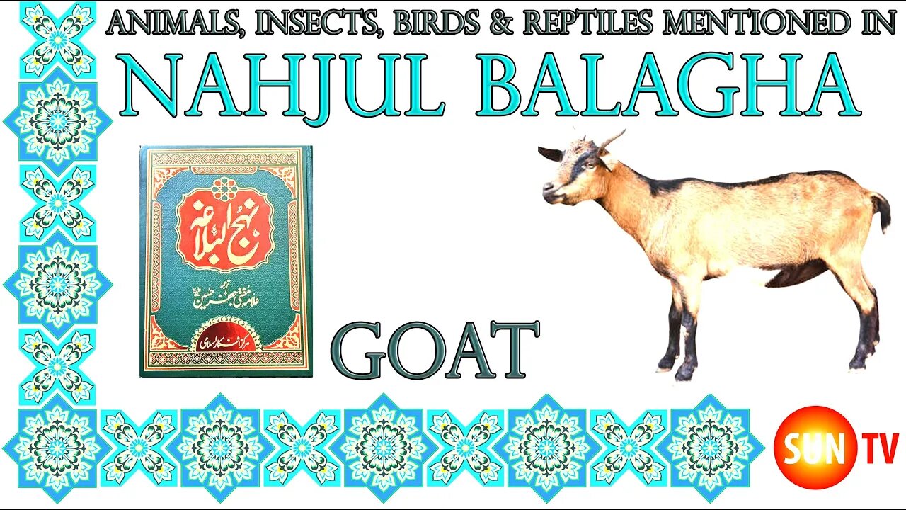 Goat - Animals, Insects, Reptiles & Amphibians mentioned in Nahjul Balagha (Peak of Eloquence)