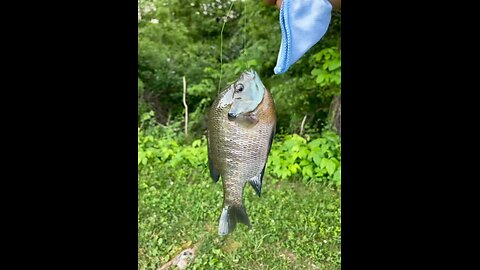 Bluegill