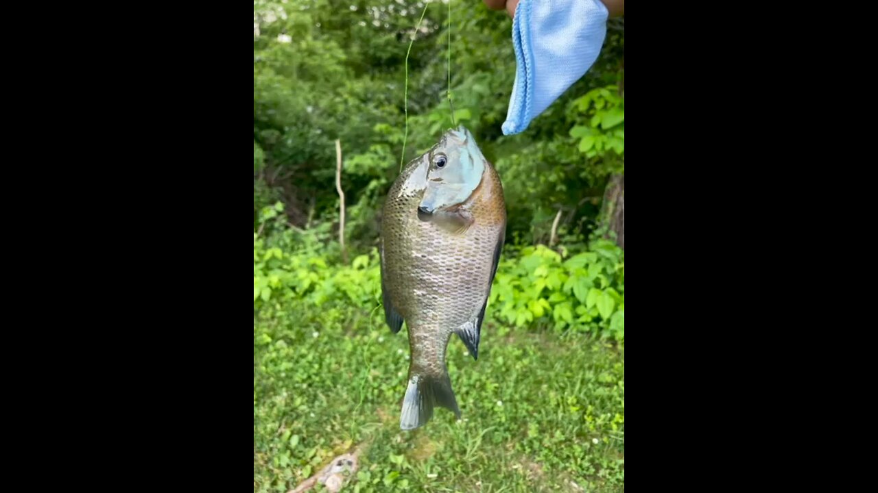 Bluegill