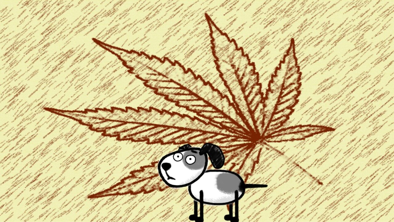 Dog Cannabis Strains