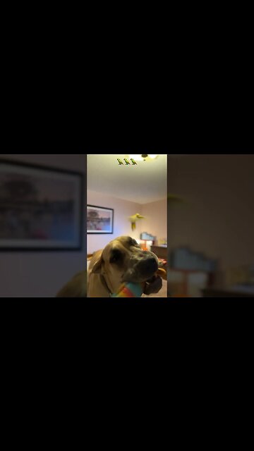 Flying dogs?!?🤣😂🦜 #happy #dog #like #puppy #meghan #birds #bird #parrot #subscribe #trending