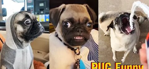 Pug Funny Moments - Cute Dog Videos | Pets Funny