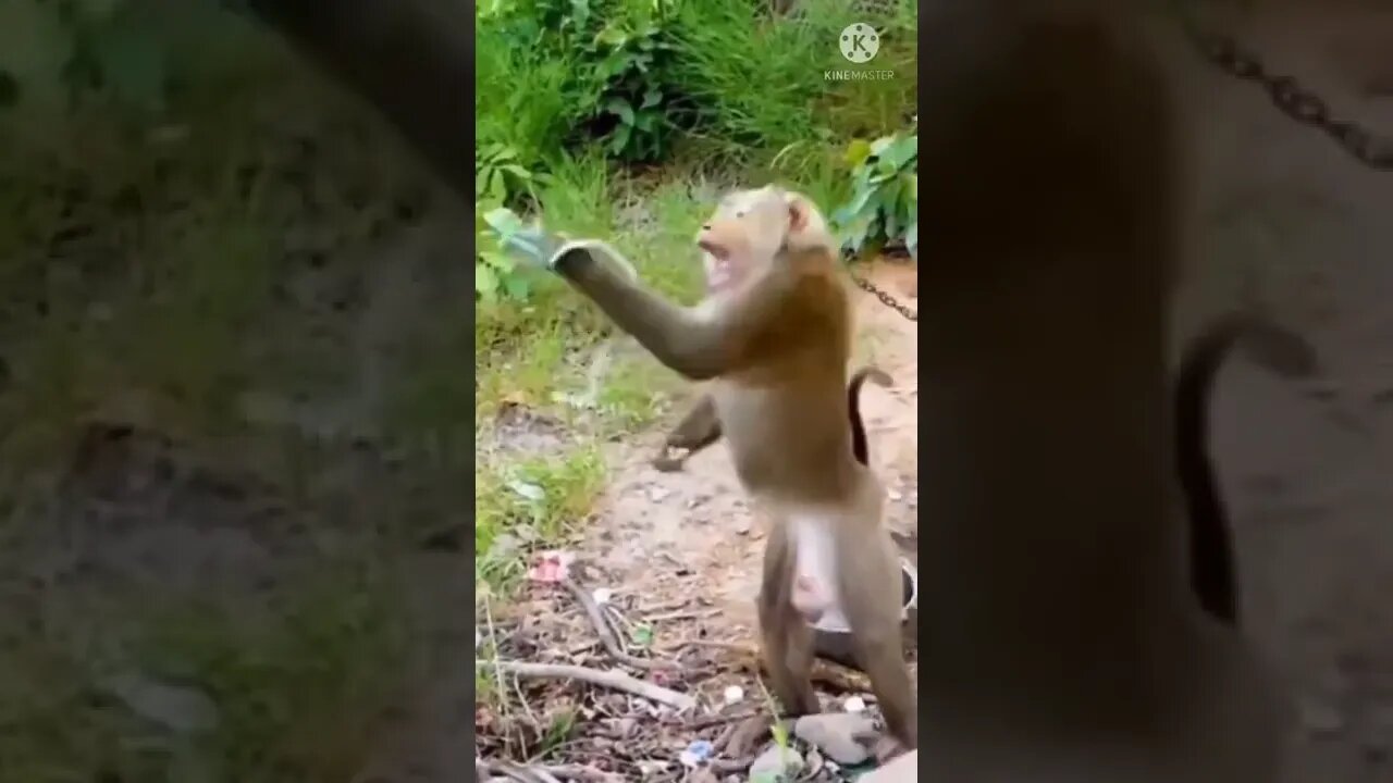 Monkey funny video || cute 🐵 monkey #shortvidio #short #amazing short@Global Amazing