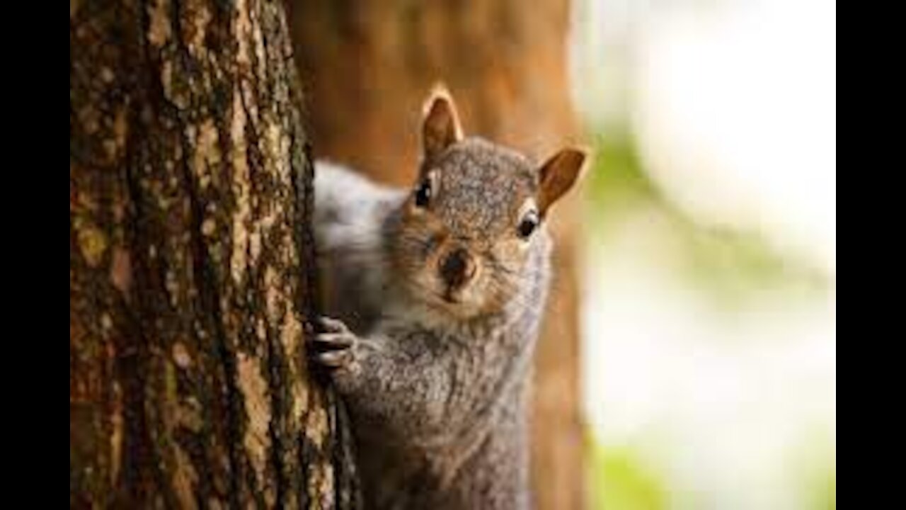 I rescued four baby red squirrels