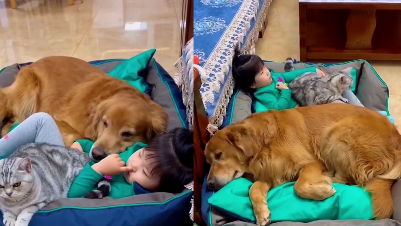funny video cat and dog 2021