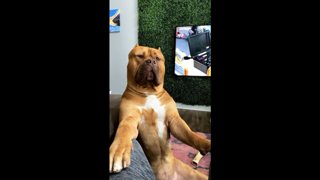 MASSIVE Pit Bull wants to have a serious conversation! 🦁🧡😆