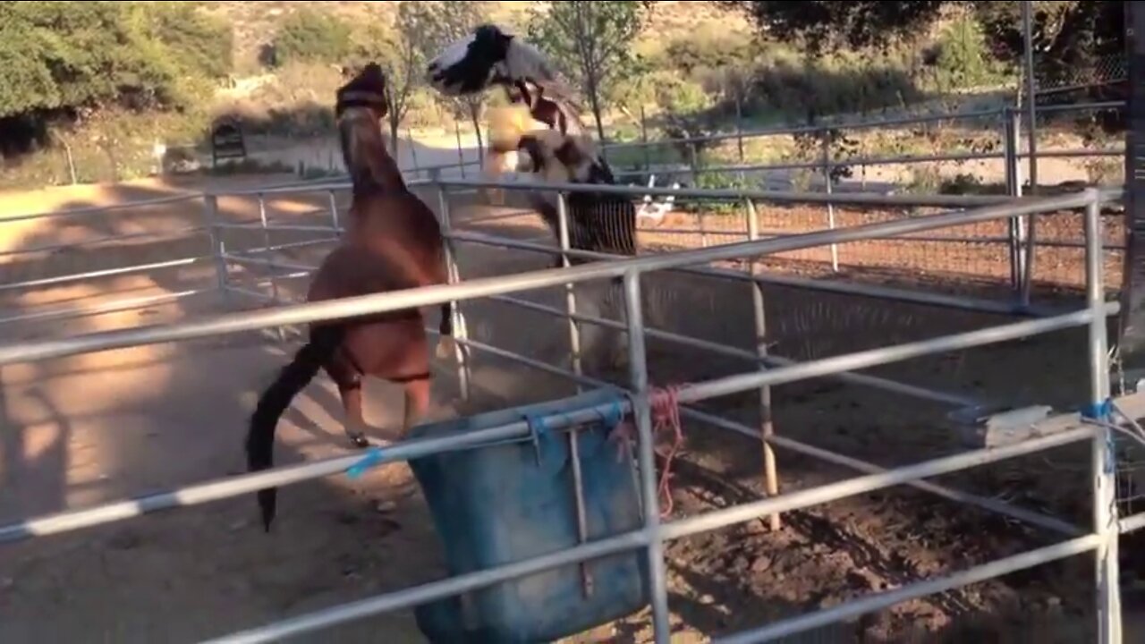 Anger of two horses raining down on each other