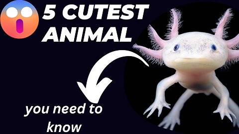 5 Cutest Animals In The World