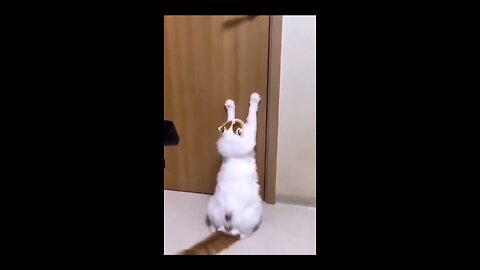 animal funny video 🤣🤣🤣🤣