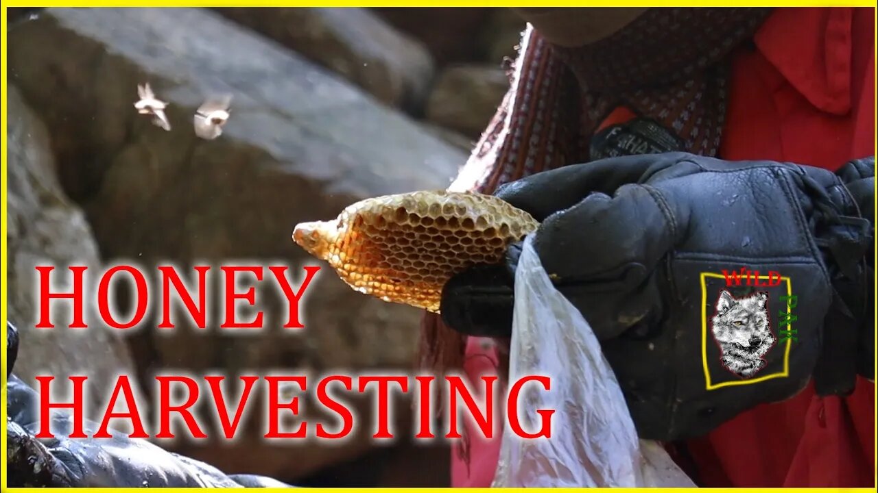 Honey Harvesting | shehed ka chatta | honeyhunting #Honeyharvest #honeyhive #Honeybees #honey