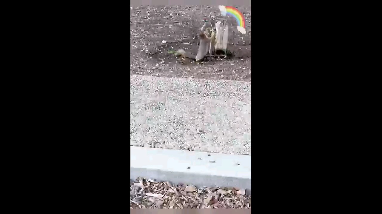 the squirrel enjoy cool summer😉