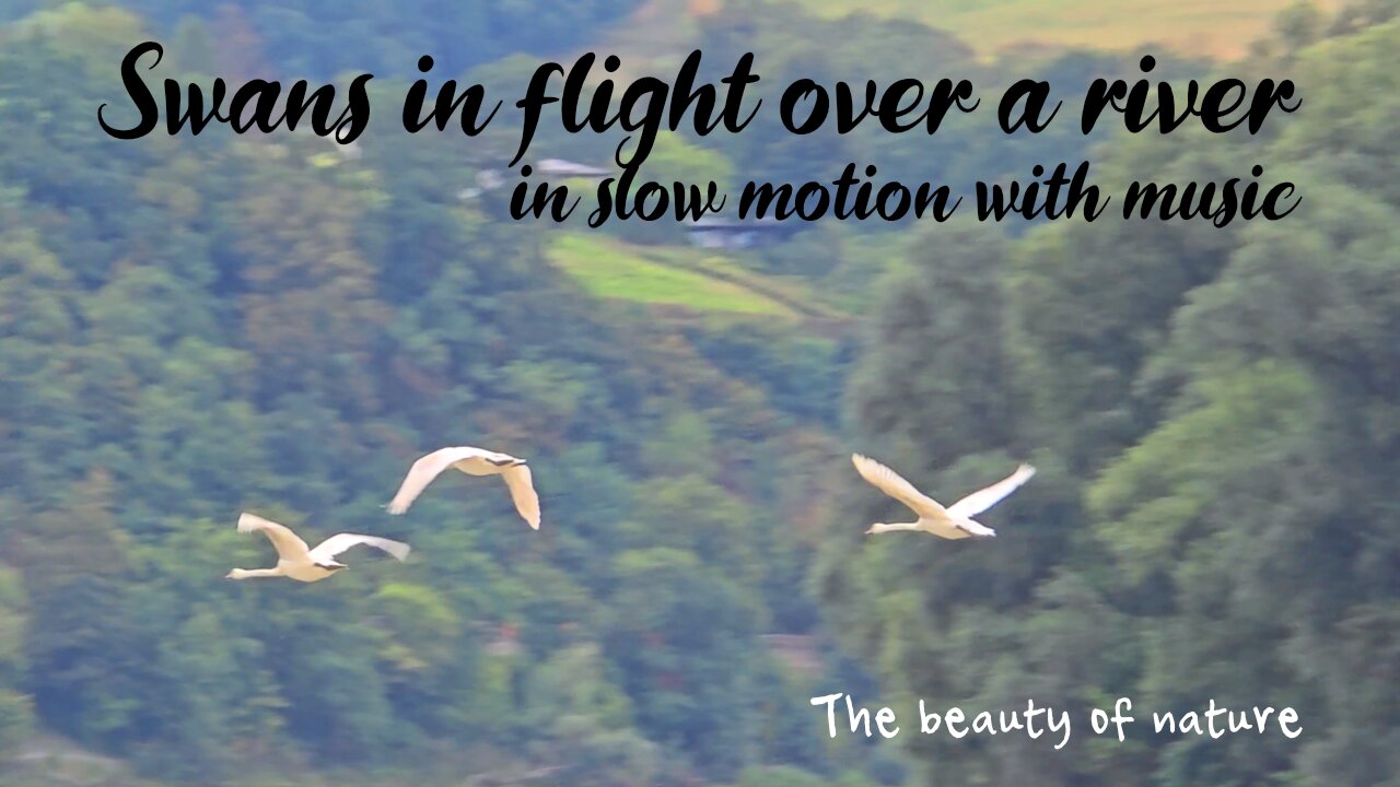 Swans in flight over a river in slow motion with calm music.