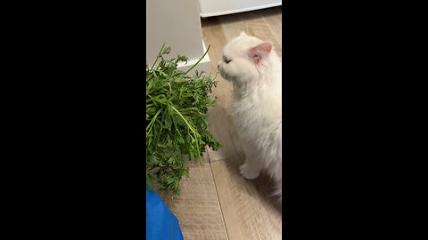 Cat Eating Carrot Tops