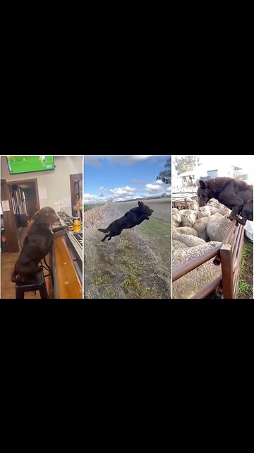 This beast of a dog🐾