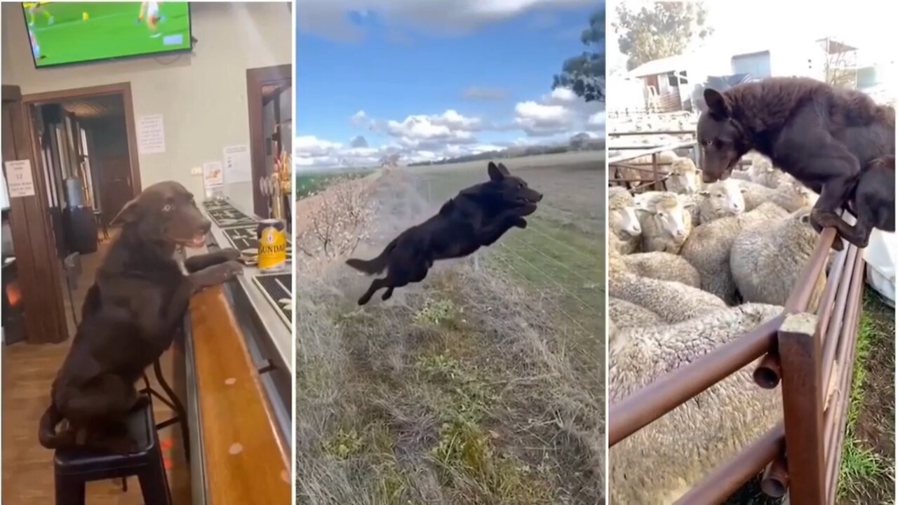 This beast of a dog🐾