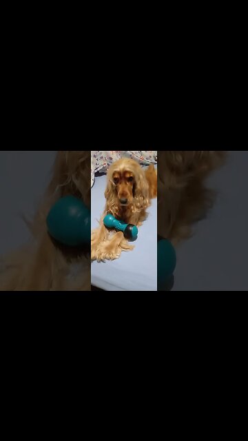 #dogshow , #animals , #dogs , #shorts