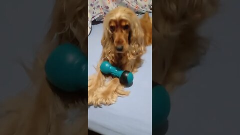 #dogshow , #animals , #dogs , #shorts