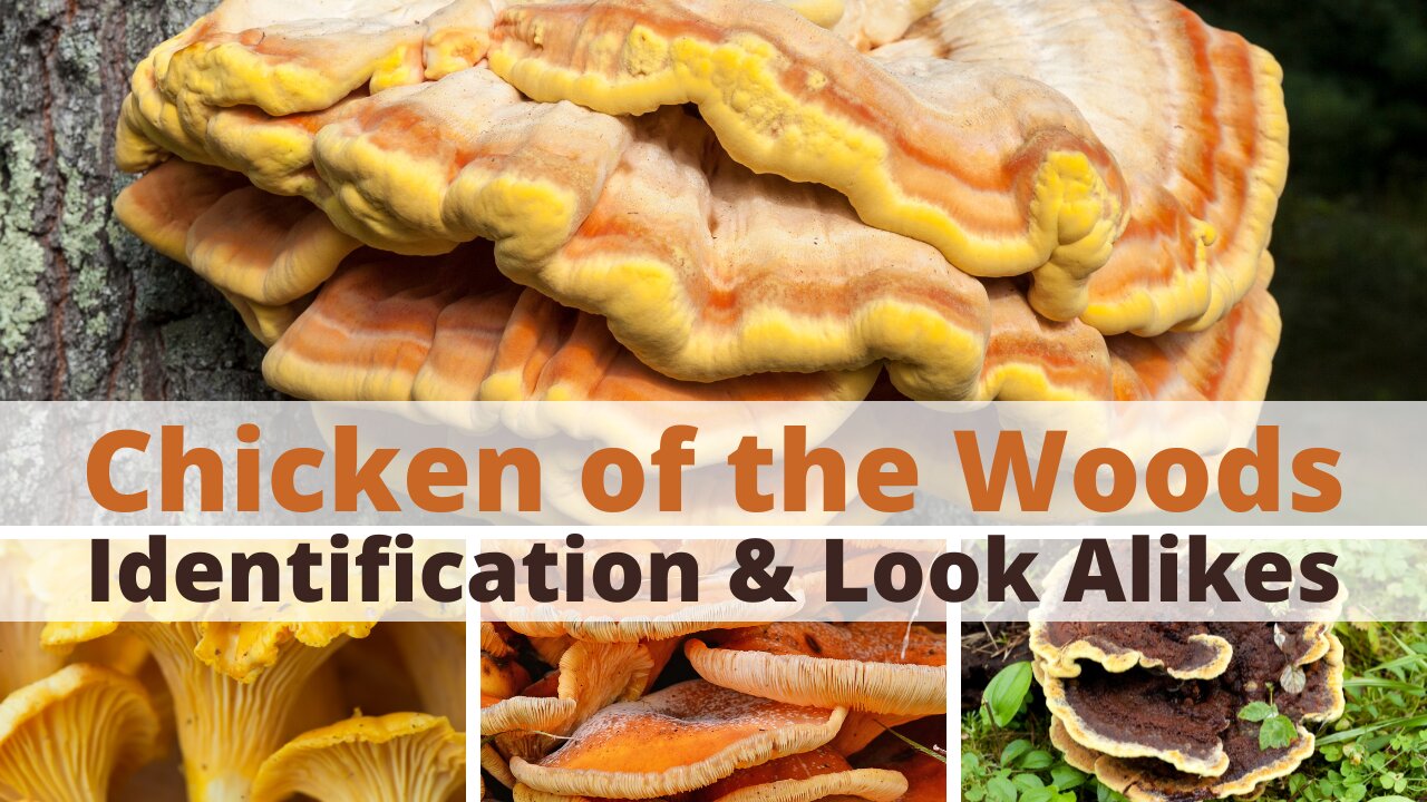 Identifying Chicken of the Woods: Key Features & Look-Alikes