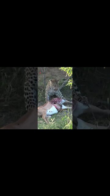 Carrion Flies Annoy Feeding Leopard #shorts