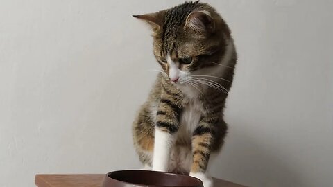 The Cat Is Hungry