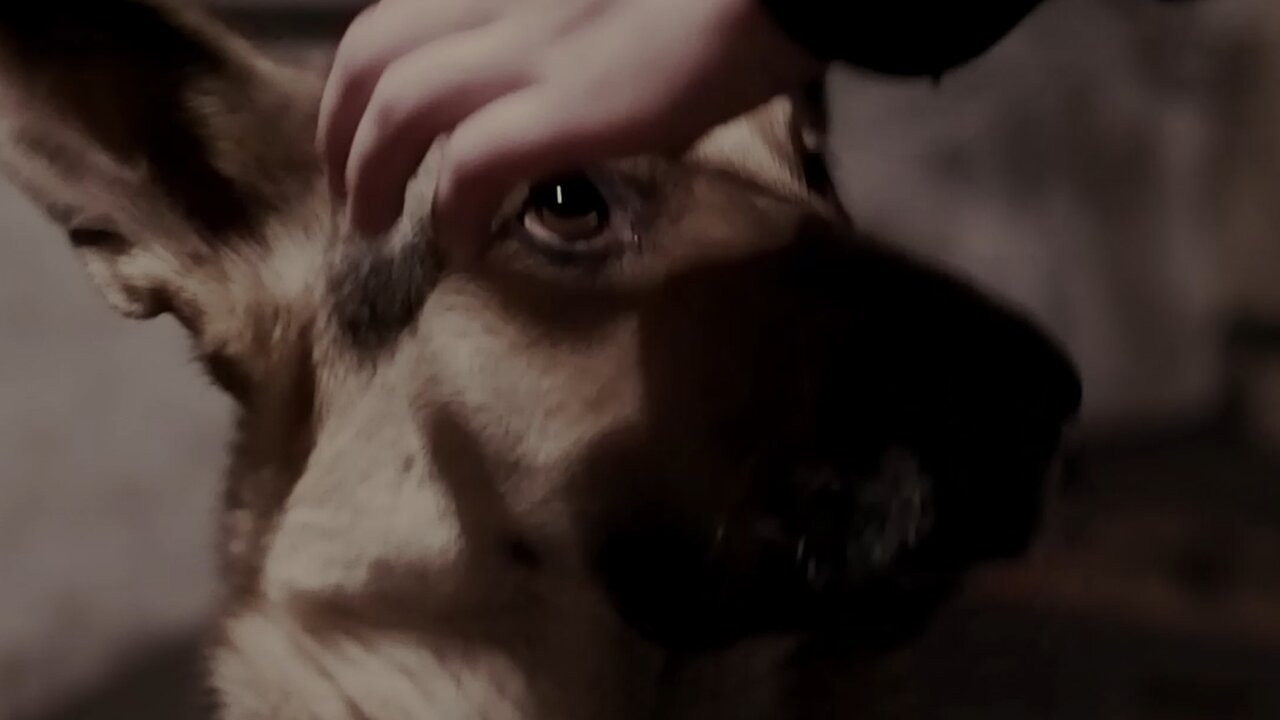 Me and my dog are depressed