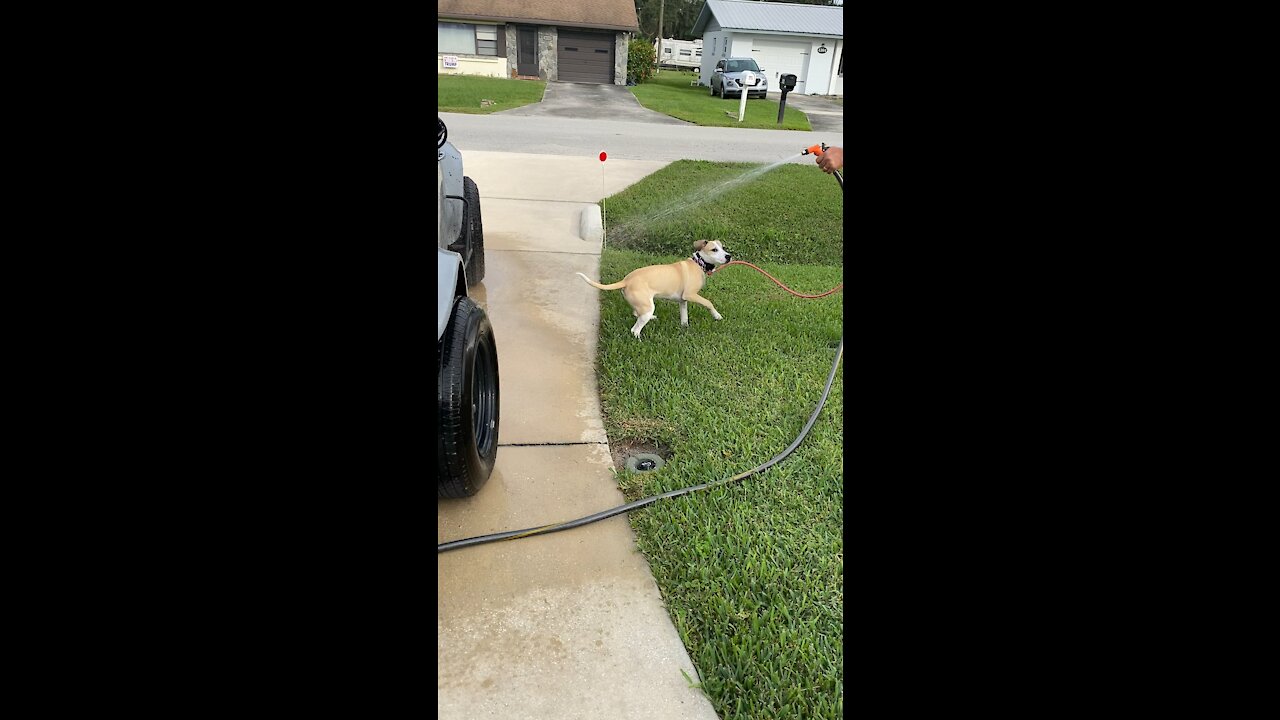 Lulu chasing water