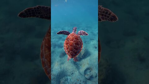 Love vacation #vacation #travelman #love #lovestatus #subscribe