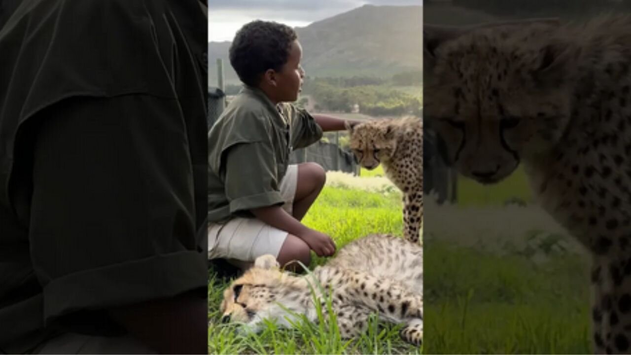 Would You Pet a Cheetah in Africa