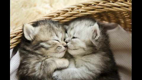 Kitten will go to her foster parents. - 2024
