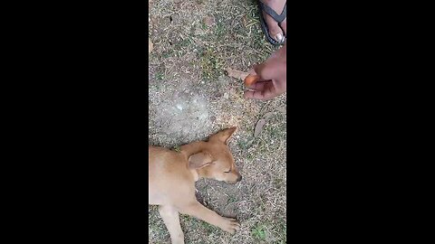 playing with my baby puppy while sleeping 😴