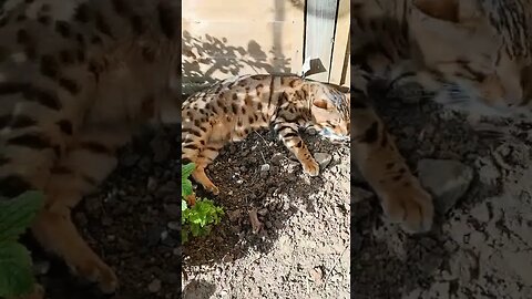 Bengal cat in the wild! #bengalcat #catasmr