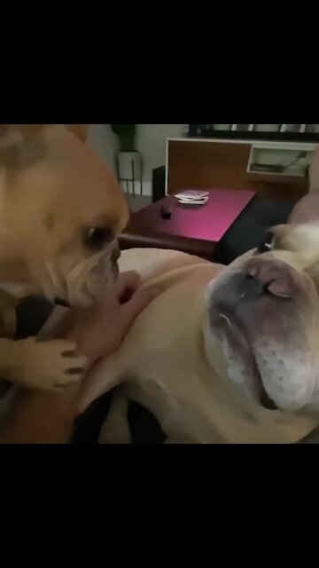 Dog Gets Jealous Of Other Dog's Attention