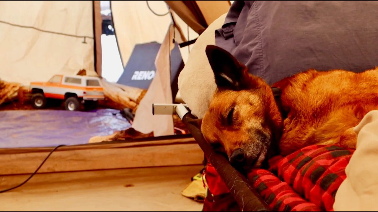 I Think My Dog Loves Winter Camping More Than I Do...