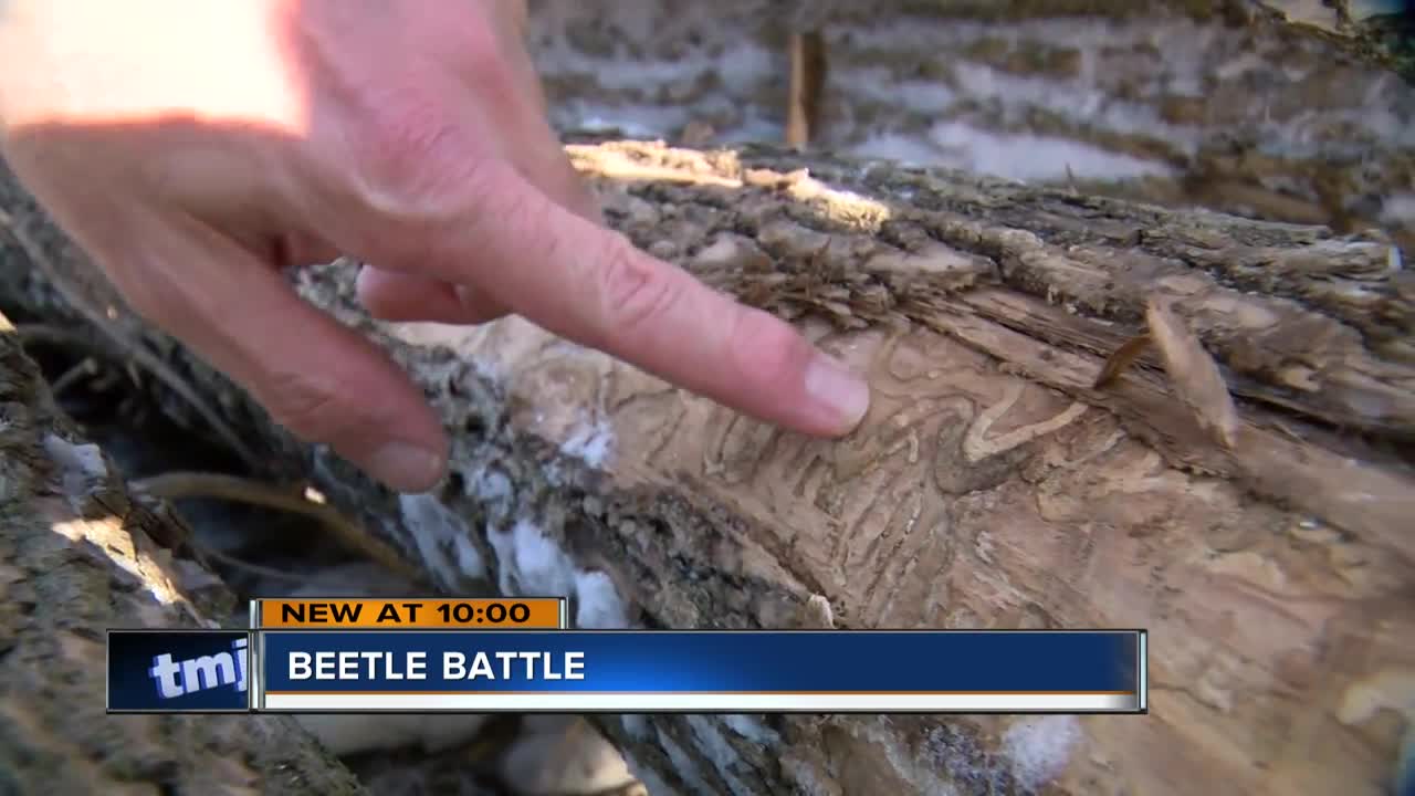 Emerald Ash Borer beetles returning to SE Wisconsin