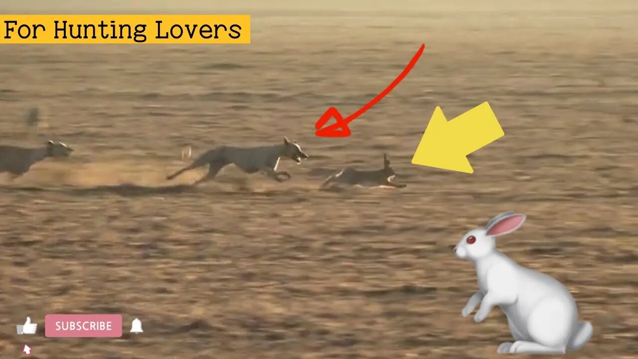 جولات صيد الأرنب بالسلوقي Hare 🐇 hunting tours by Greyhounds Охота на зайца от Greyhounds | 赛狗和野兔