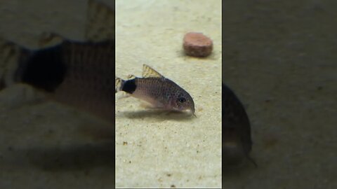 RARE Corydoras caudimaculatus Tailspot Cory