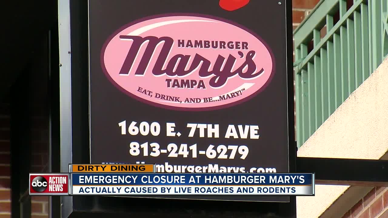 Dirty Dining: Hamburger Mary's in Ybor City temporarily closes for live roaches & rodents in kitchen