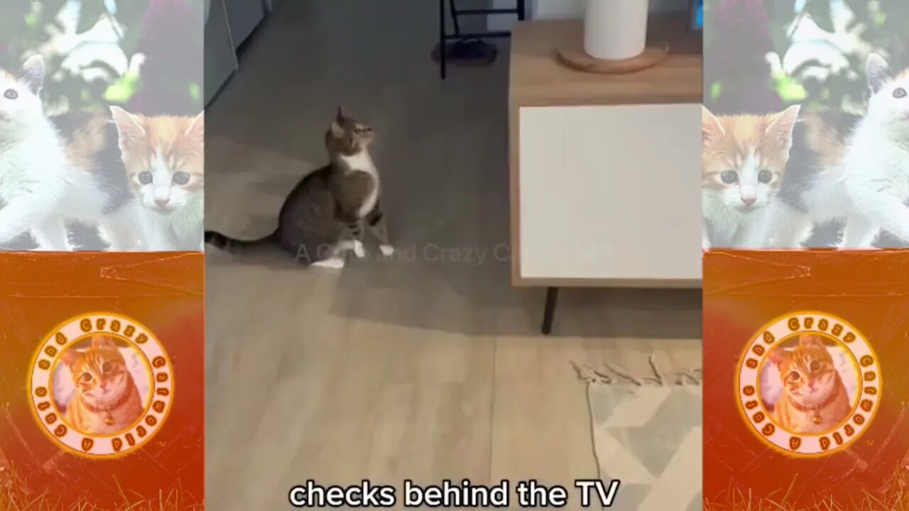 Funny Cats! 😹 Cat Tries to FIX…the WiFi?! 😹