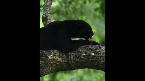 The black panther