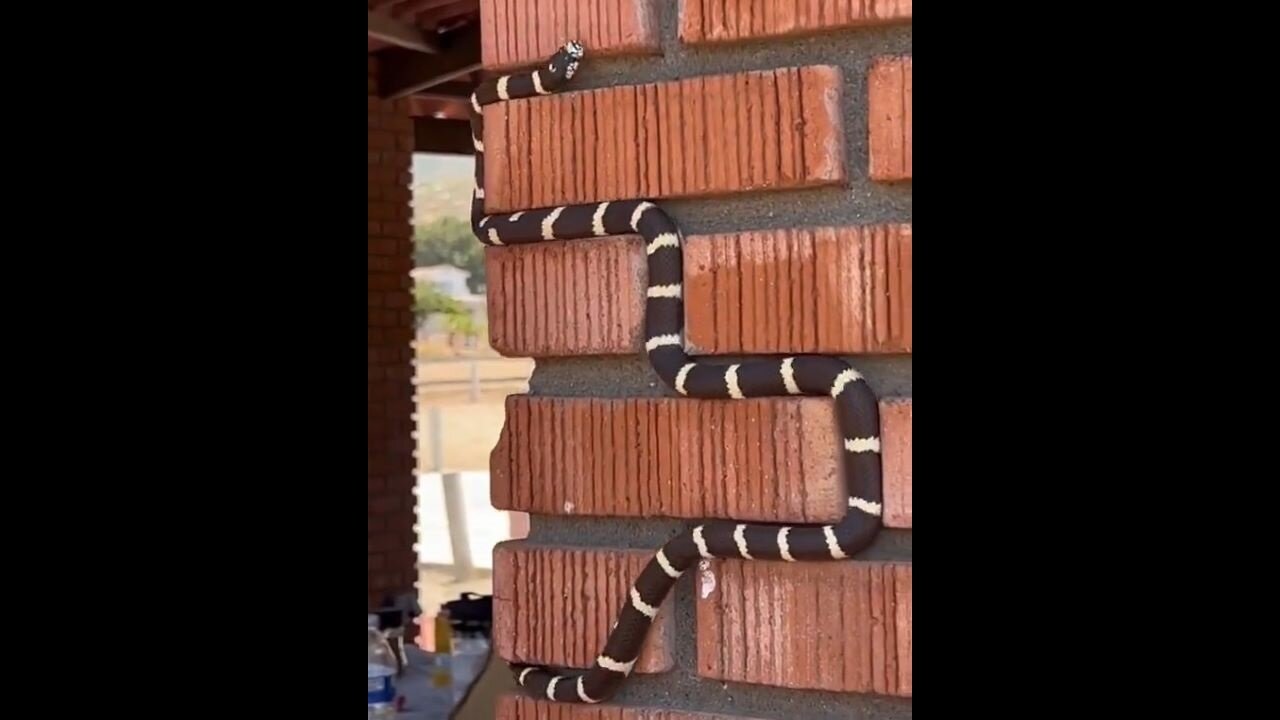 A Snake Playing Snake?!?!