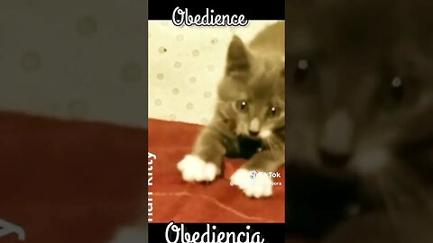 😺