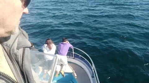 in search of dolphins.