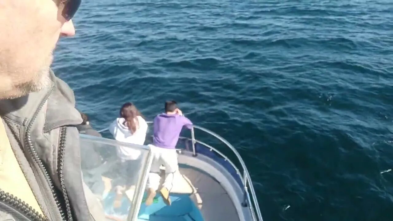 in search of dolphins.