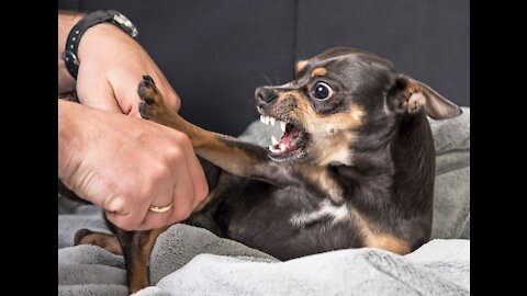 Best Aggressive Dog Ever Seen in The World...