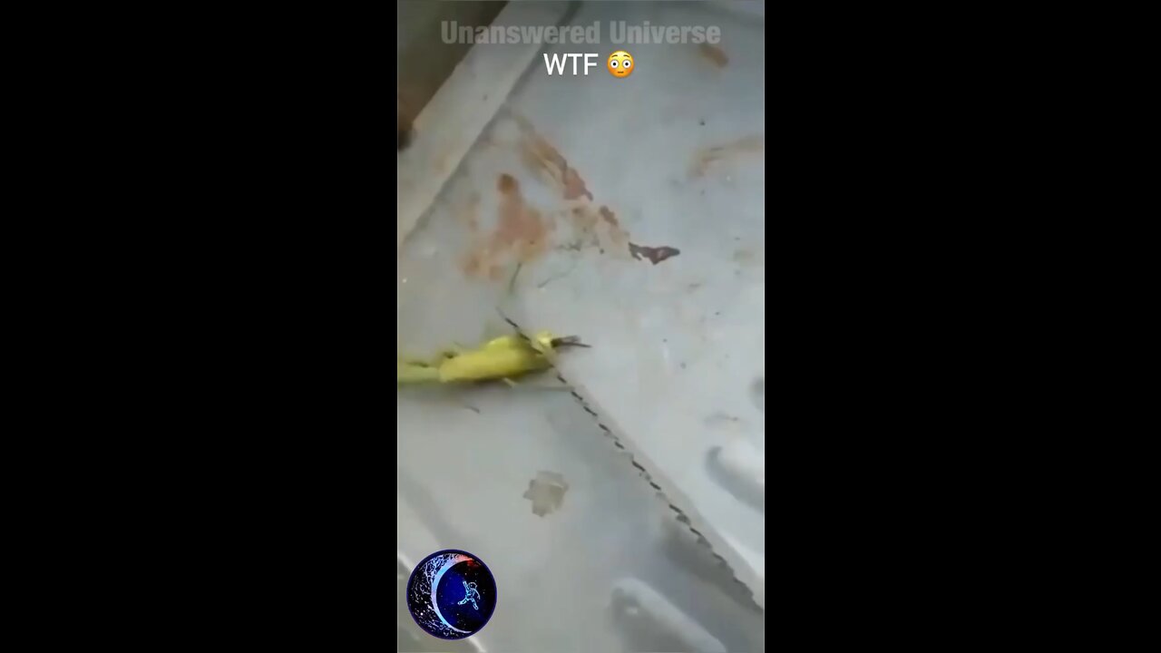 Dead preying mantis has a hydra coming out of its decapitated body